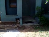 Jobs Lane, St. Catherine, Jamaica - House for Lease/rental